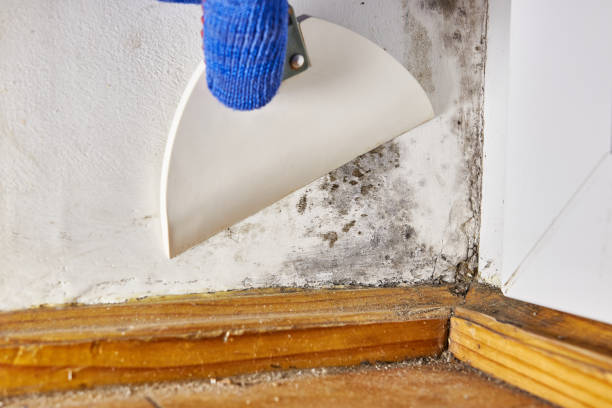 Best Mold Prevention Services  in Newfoundland, NJ